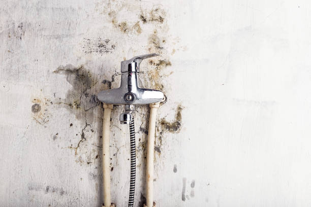 Best Preventive Mold Services in Staunton, IL