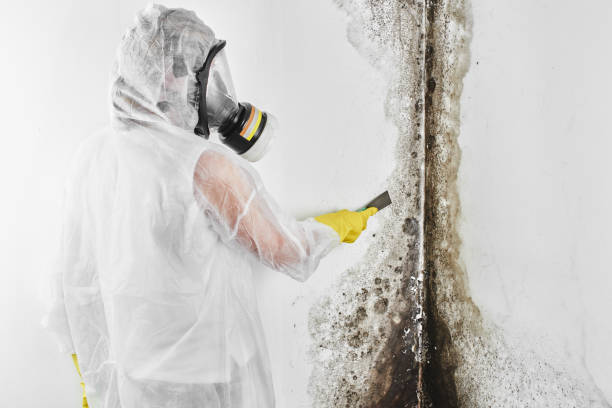 Best HVAC Mold Remediation in Staunton, IL