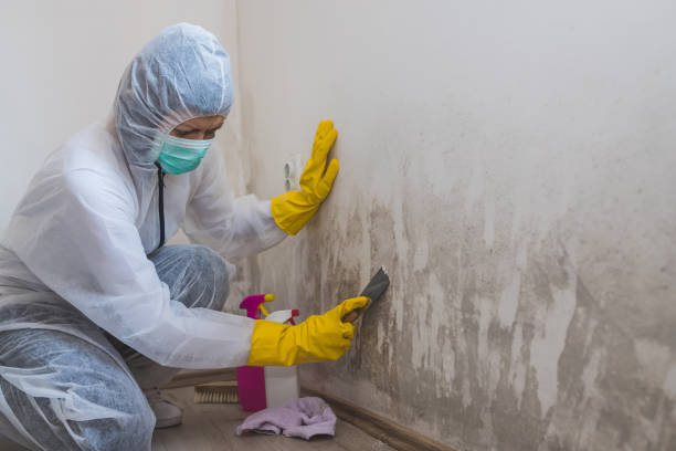 Best Localized Mold Remediation (e.g., coastal areas, humid climates) in Staunton, IL