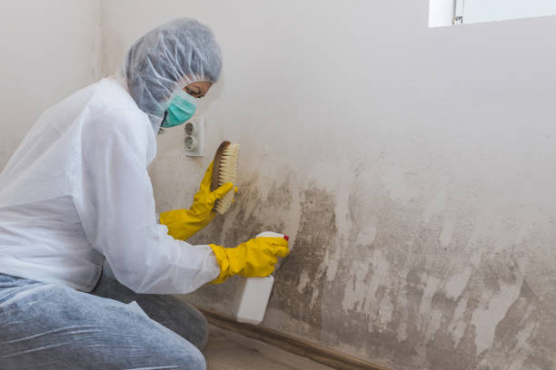 Best Kitchen Mold Remediation in Staunton, IL