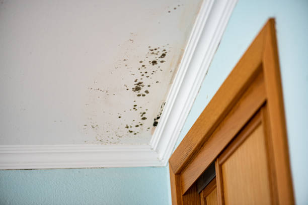 Best Emergency Mold Remediation in Staunton, IL