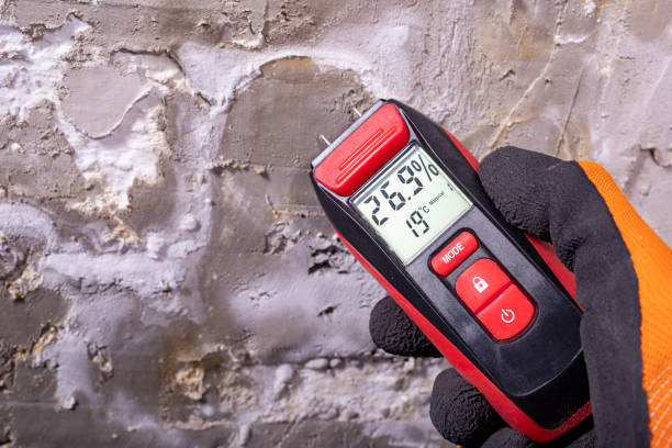 Best Basement Mold Remediation in Staunton, IL