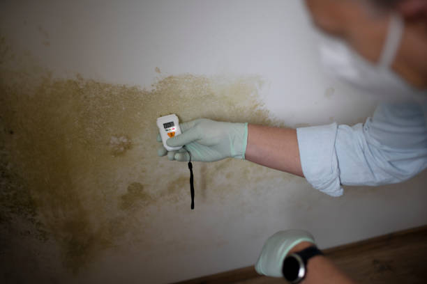 Best DIY Mold Remediation Support Services in Staunton, IL