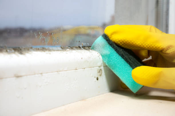 Best Health and Safety Mold Remediation in Staunton, IL