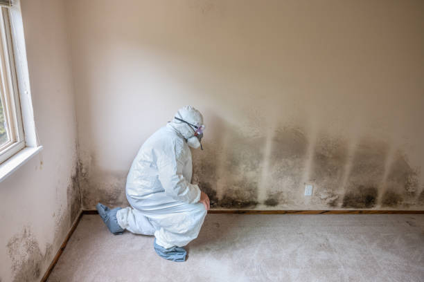 Best Post-Flood Mold Remediation in Staunton, IL