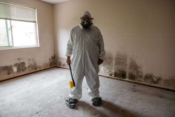 Best Black Mold Remediation in Staunton, IL