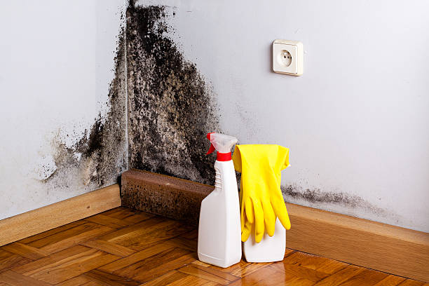 Best Mold Remediation for Specific Building Types in Staunton, IL