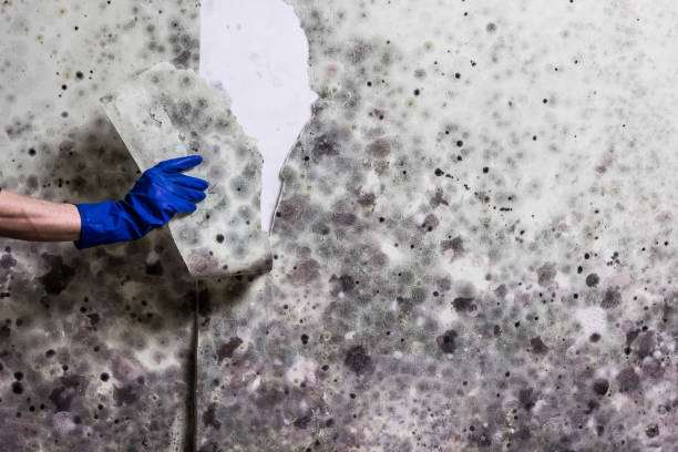 Best Industrial Mold Remediation in Staunton, IL